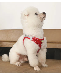 Conjunto de coleira e guia para cães de pequeno porte