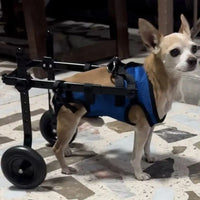 Cadeira de rodas para cães e Gato