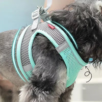 Conjunto de coleira e guia para cães de pequeno porte