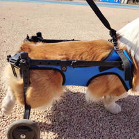 Cadeira de rodas para cães e Gato